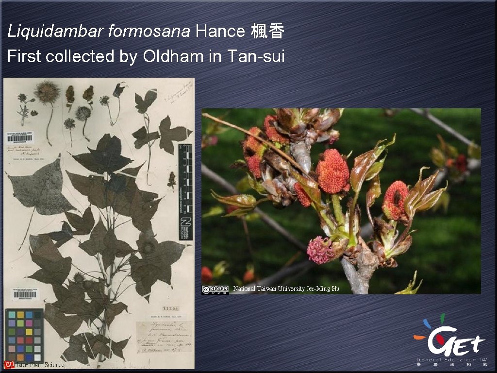 Liquidambar formosana Hance 楓香 First collected by Oldham in Tan-sui National Taiwan University Jer-Ming