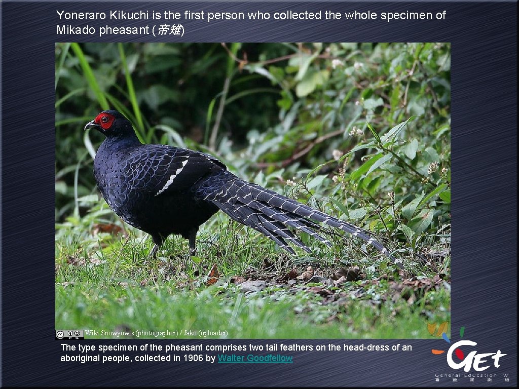 Yoneraro Kikuchi is the first person who collected the whole specimen of Mikado pheasant