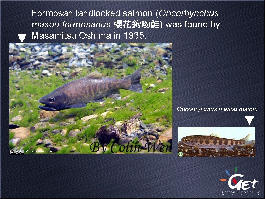 Formosan landlocked salmon (Oncorhynchus masou formosanus 櫻花鉤吻鮭) was found by Masamitsu Oshima in 1935.