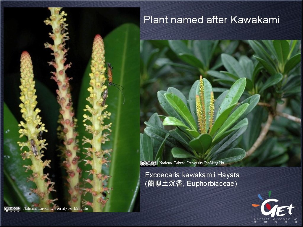 Plant named after Kawakami National Taiwan University Jer-Ming Hu Excoecaria kawakamii Hayata (蘭嶼土沉香, Euphorbiaceae)