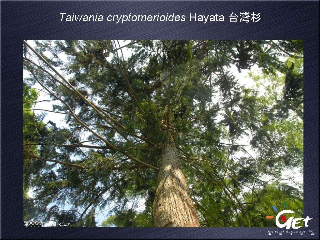 Taiwania cryptomerioides Hayata 台灣杉 Flickr plj. johnny 
