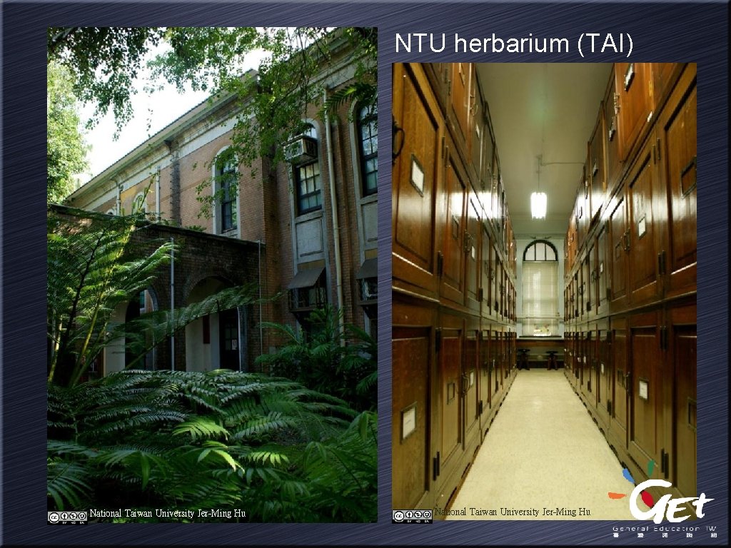 NTU herbarium (TAI) National Taiwan University Jer-Ming Hu 