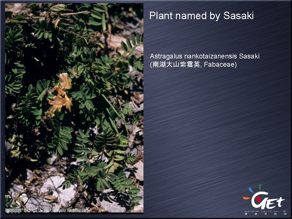 Plant named by Sasaki Astragalus nankotaizanensis Sasaki (南湖大山紫雲英, Fabaceae) National Taiwan University Jer-Ming Hu