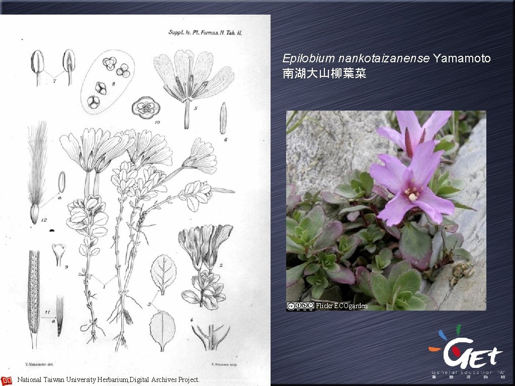 Epilobium nankotaizanense Yamamoto 南湖大山柳葉菜 Flickr ECOgarden National Taiwan University Herbarium Digital Archives Project. 