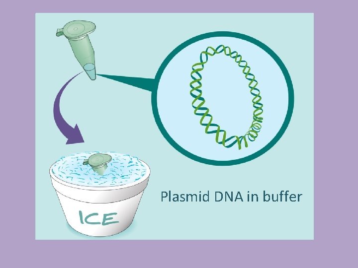 Plasmid DNA in buffer 