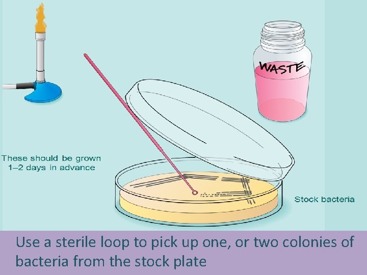 Use a sterile loop to pick up one, or two colonies of bacteria from