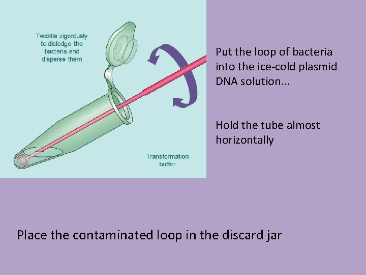 Put the loop of bacteria into the ice-cold plasmid DNA solution. . . Hold