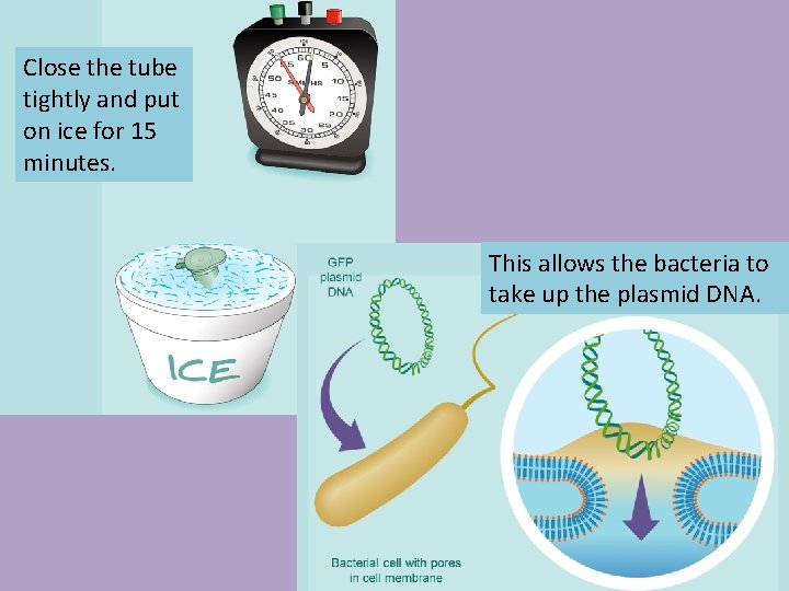 Close the tube tightly and put on ice for 15 minutes. This allows the
