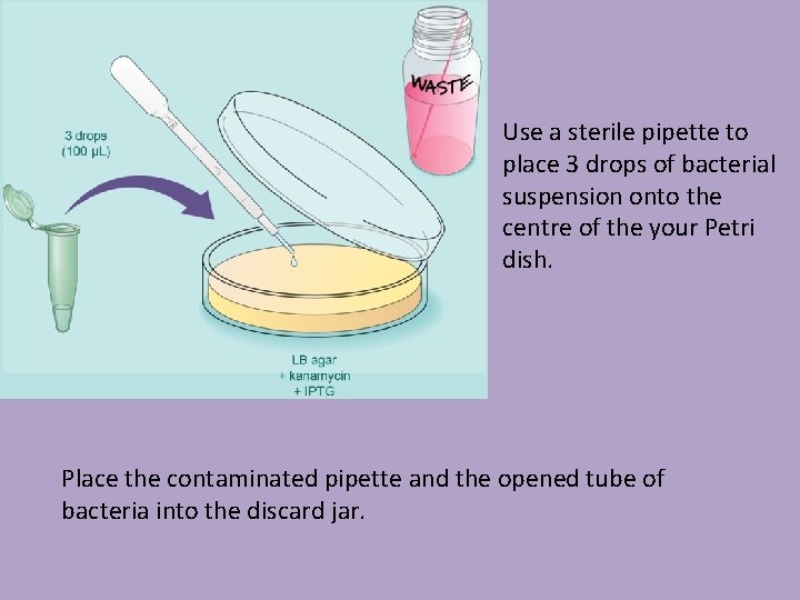 Use a sterile pipette to place 3 drops of bacterial suspension onto the centre