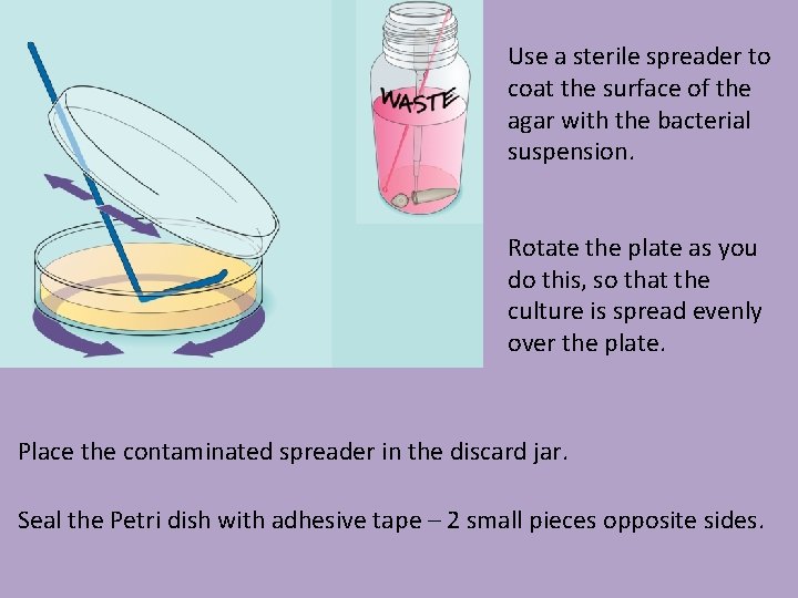 Use a sterile spreader to coat the surface of the agar with the bacterial