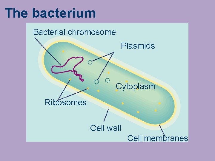 The bacterium Bacterial chromosome Plasmids Cytoplasm Ribosomes Cell wall Cell membranes 
