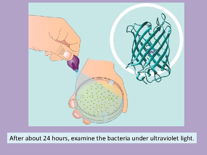 After about 24 hours, examine the bacteria under ultraviolet light. 