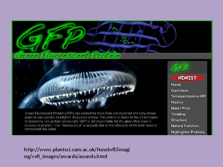 http: //www. plantsci. cam. ac. uk/Haseloff/imagi ng/cell_images/awards. html 