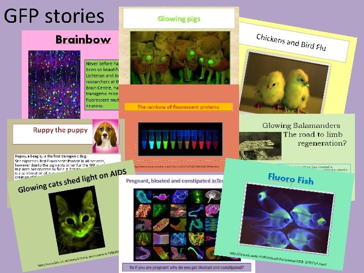 GFP stories 