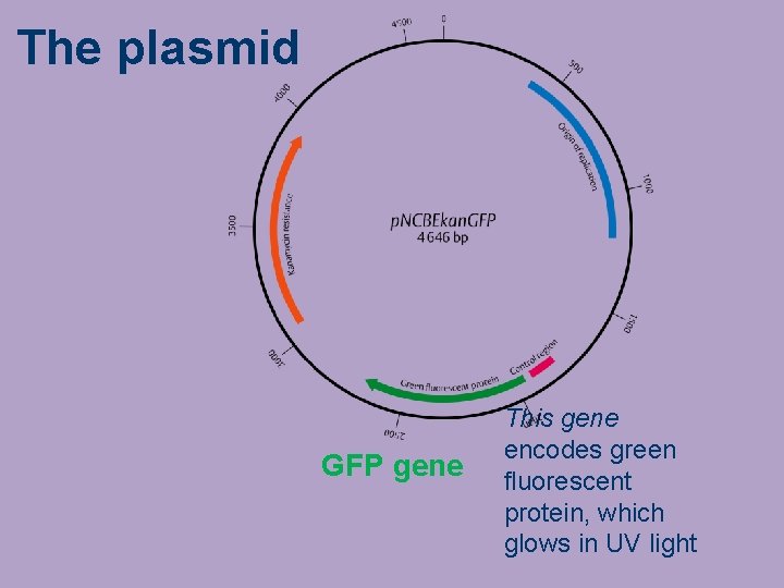 The plasmid GFP gene This gene encodes green fluorescent protein, which glows in UV