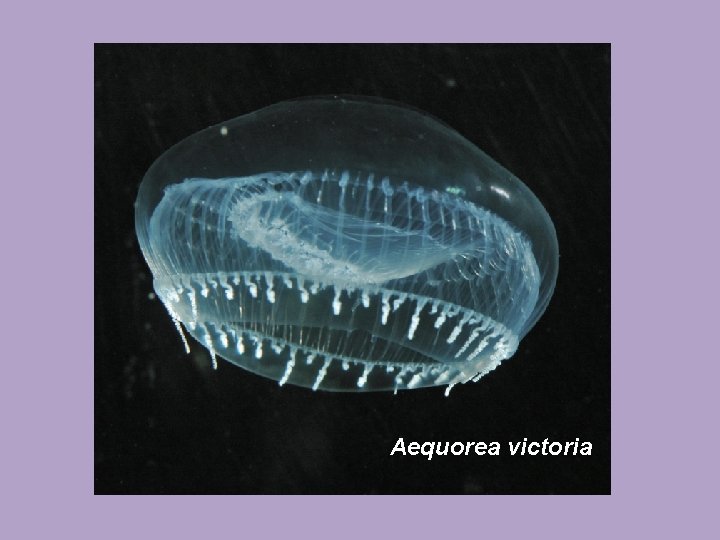 Aequorea victoria 