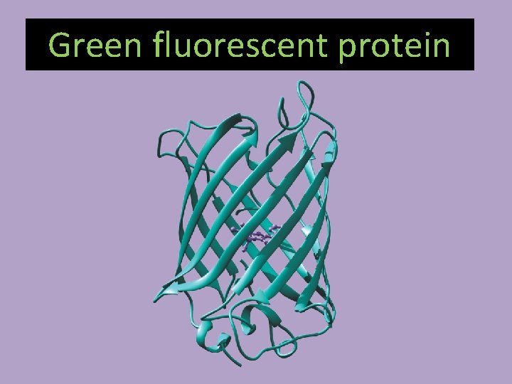 Green fluorescent protein 