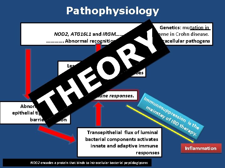 Pathophysiology Genetics: mutation in NOD 2, ATG 16 L 1 and IRGM……. susceptibility gene