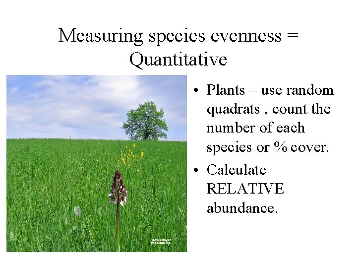 Measuring species evenness = Quantitative • Plants – use random quadrats , count the