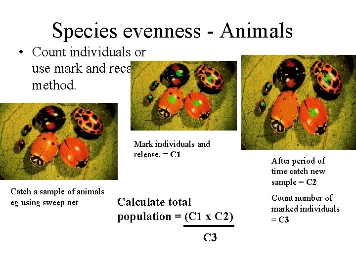 Species evenness - Animals • Count individuals or use mark and recapture method. Mark