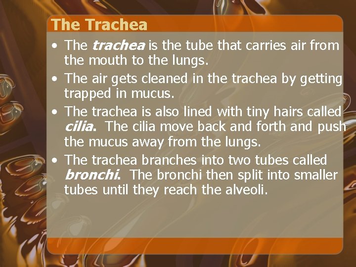 The Trachea • The trachea is the tube that carries air from the mouth