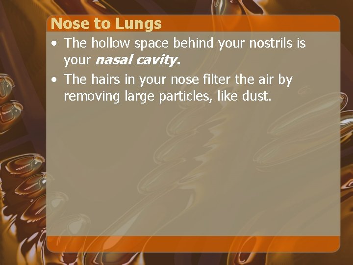 Nose to Lungs • The hollow space behind your nostrils is your nasal cavity.