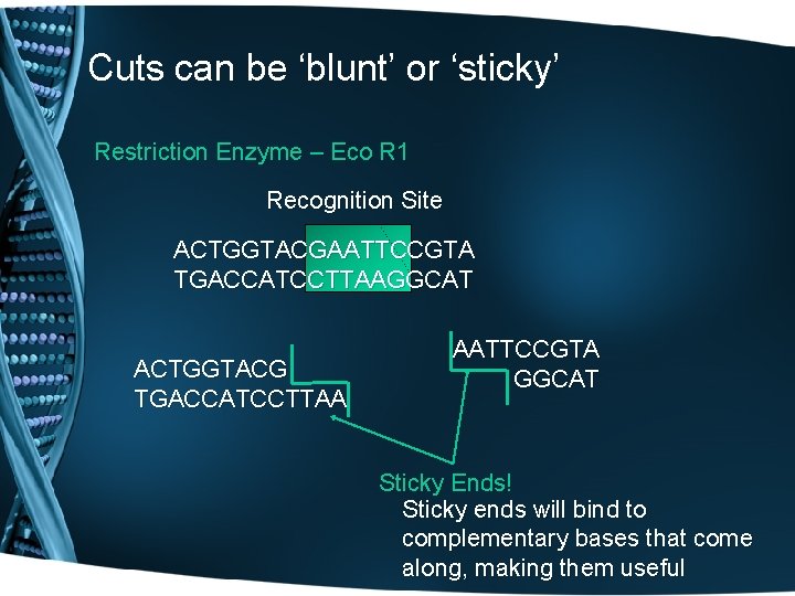 Cuts can be ‘blunt’ or ‘sticky’ Restriction Enzyme – Eco R 1 Recognition Site