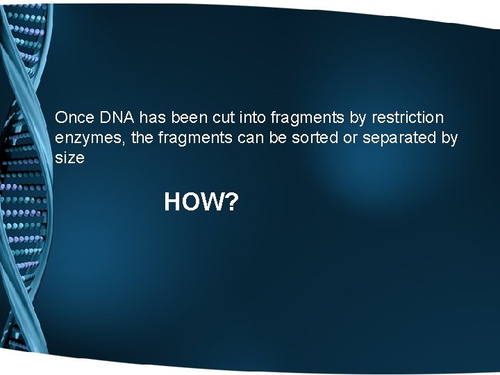 Once DNA has been cut into fragments by restriction enzymes, the fragments can be