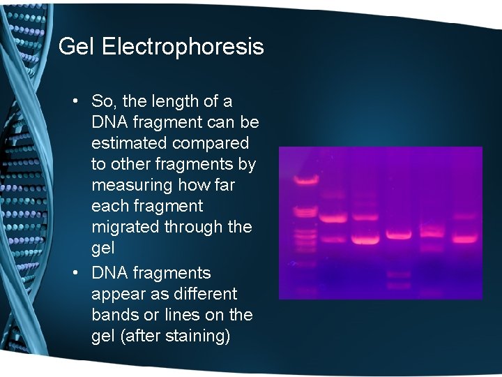 Gel Electrophoresis • So, the length of a DNA fragment can be estimated compared