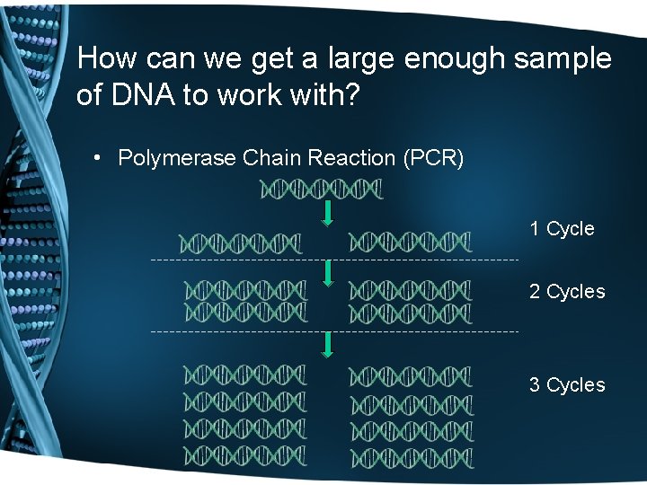 How can we get a large enough sample of DNA to work with? •