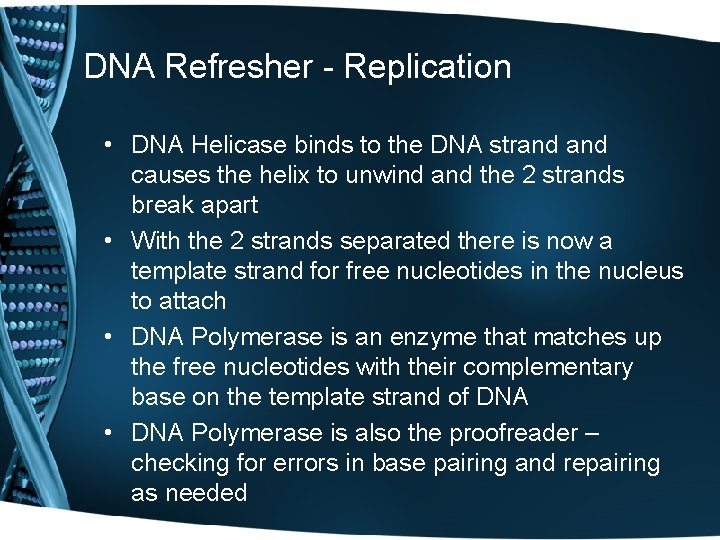 DNA Refresher - Replication • DNA Helicase binds to the DNA strand causes the