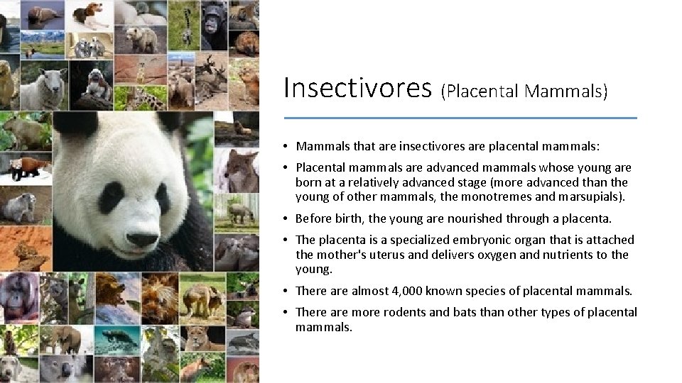 Insectivores (Placental Mammals) • Mammals that are insectivores are placental mammals: • Placental mammals