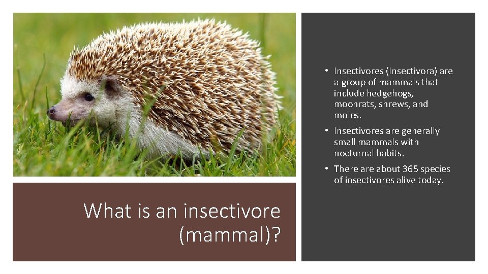  • Insectivores (Insectivora) are a group of mammals that include hedgehogs, moonrats, shrews,