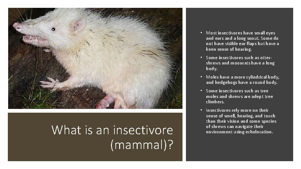  • Most insectivores have small eyes and ears and a long snout. Some