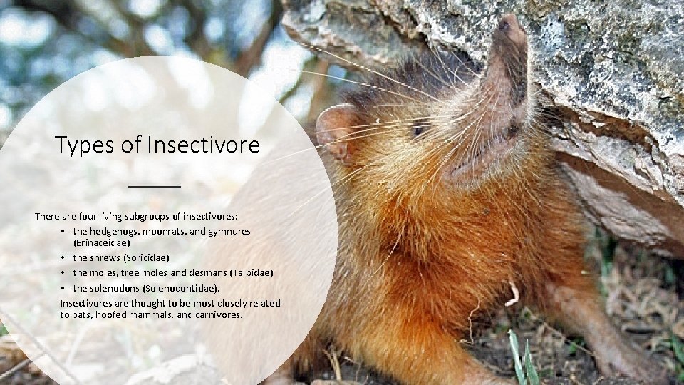 Types of Insectivore There are four living subgroups of insectivores: • the hedgehogs, moonrats,