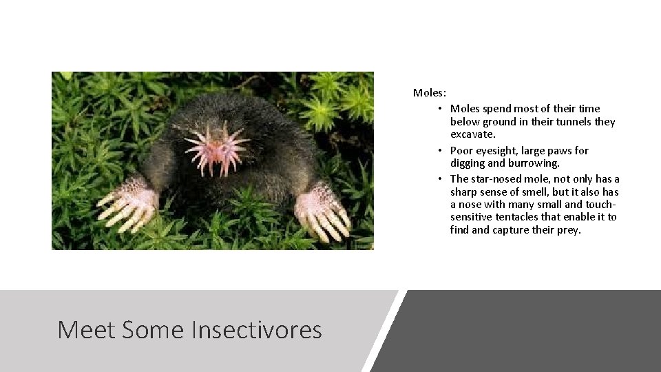 Moles: • Moles spend most of their time below ground in their tunnels they