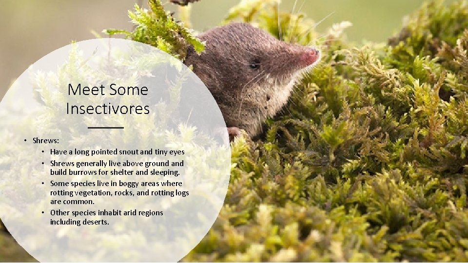 Meet Some Insectivores • Shrews: • Have a long pointed snout and tiny eyes