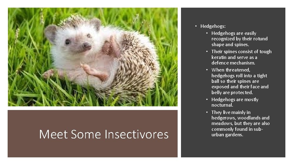 Meet Some Insectivores • Hedgehogs: • Hedgehogs are easily recognized by their rotund shape