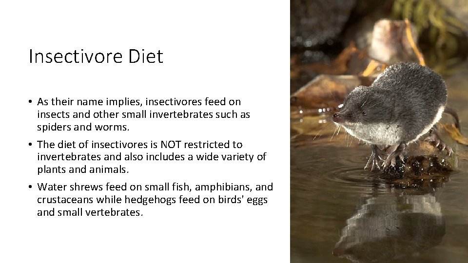 Insectivore Diet • As their name implies, insectivores feed on insects and other small