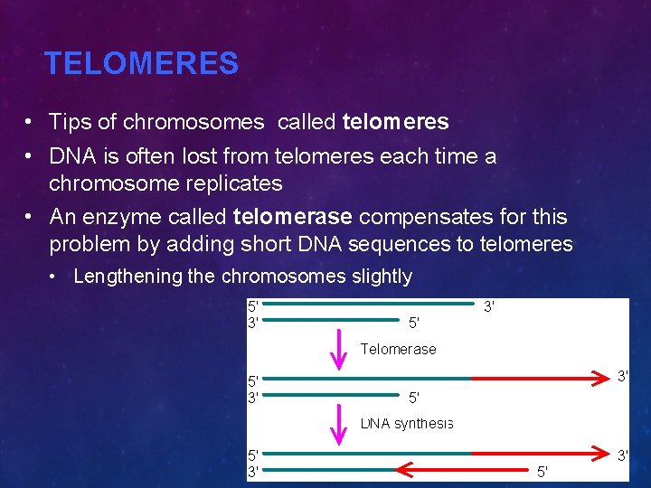 TELOMERES • Tips of chromosomes called telomeres • DNA is often lost from telomeres