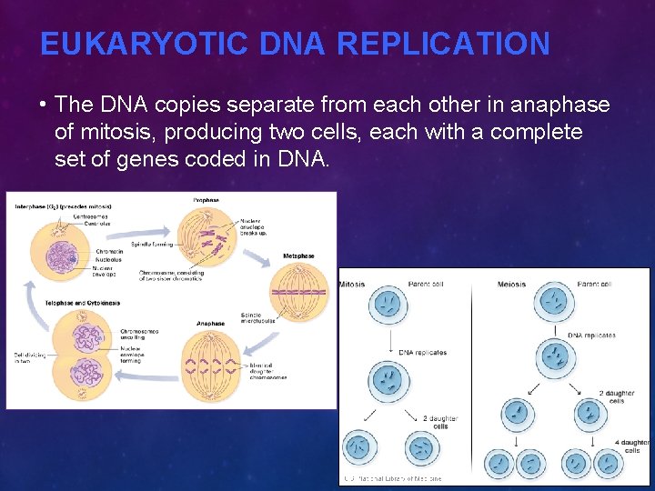 EUKARYOTIC DNA REPLICATION • The DNA copies separate from each other in anaphase of