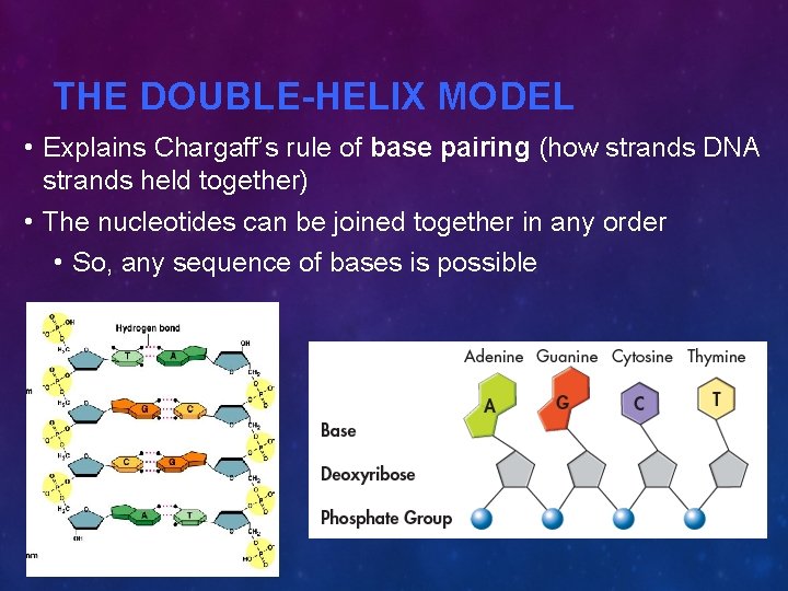 THE DOUBLE-HELIX MODEL • Explains Chargaff’s rule of base pairing (how strands DNA strands