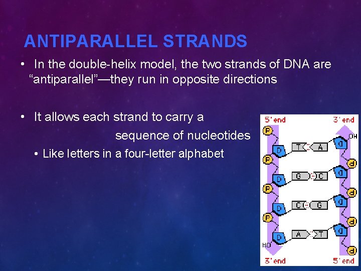 ANTIPARALLEL STRANDS • In the double-helix model, the two strands of DNA are “antiparallel”—they