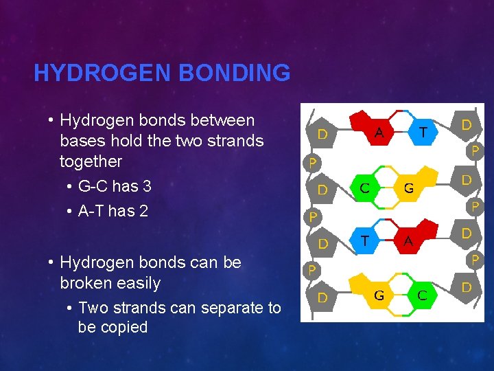HYDROGEN BONDING • Hydrogen bonds between bases hold the two strands together • G-C