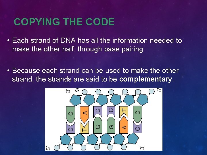 COPYING THE CODE • Each strand of DNA has all the information needed to