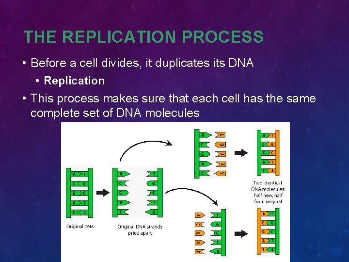 THE REPLICATION PROCESS • Before a cell divides, it duplicates its DNA • Replication