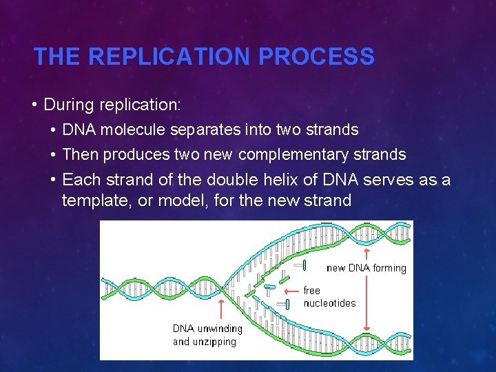 THE REPLICATION PROCESS • During replication: • DNA molecule separates into two strands •