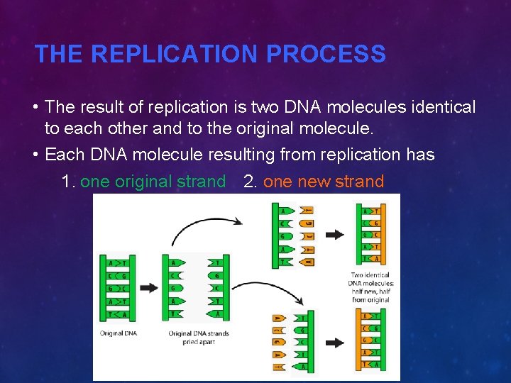THE REPLICATION PROCESS • The result of replication is two DNA molecules identical to