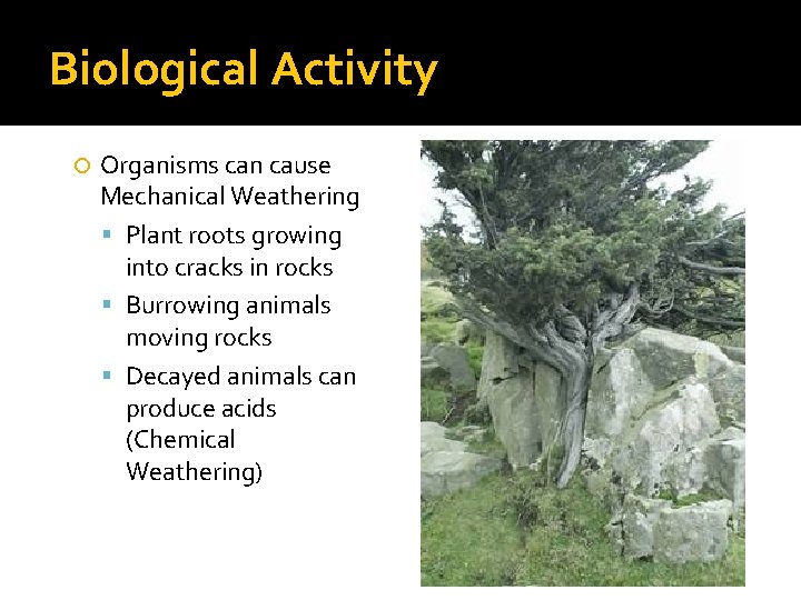 Biological Activity Organisms can cause Mechanical Weathering Plant roots growing into cracks in rocks