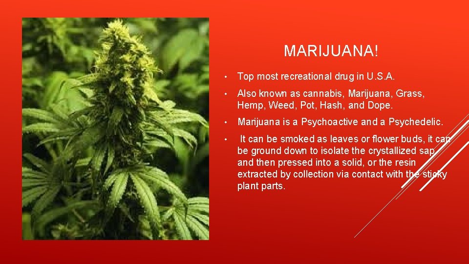 MARIJUANA! • Top most recreational drug in U. S. A. • Also known as